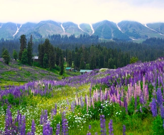 kashmir-highlights